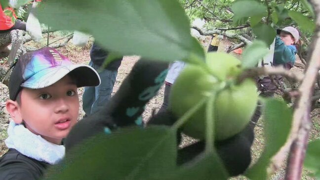 子どもたちが梅の実とり体験 長崎県五島|TBS NEWS DIG