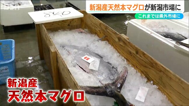 「新潟で獲れたマグロは県内の人に食べてほしい」新潟沖の本マグロ初めて新潟の市場に|TBS NEWS DIG