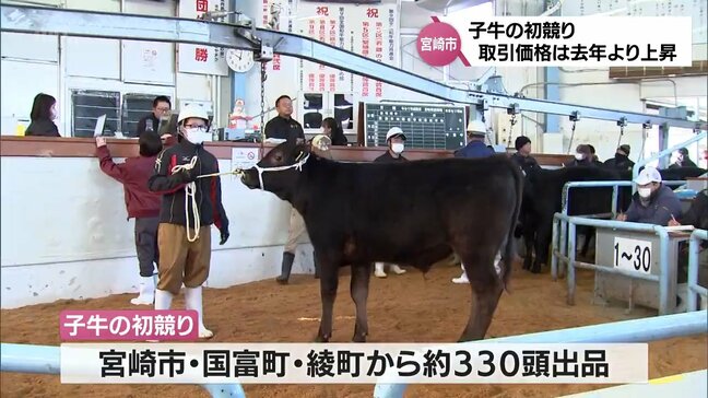 価格低迷が続く子牛 宮崎県内の初競り 平均取引価格は57万7119円 去年より上昇|TBS NEWS DIG