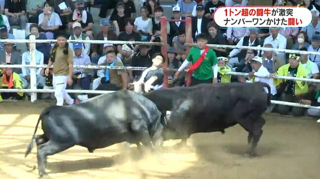 徳之島の風物詩　熱気に包まれる“全島一闘牛大会”　「すごい迫力！」「感動した」鹿児島|TBS NEWS DIG
