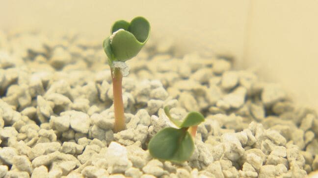 「土」を変えれば、世界が変わる―札幌の親子ベンチャーが挑む農業革命　自宅ガレージで生まれた「魔法の土」がAmazonで大ヒット！京大VCや中東財閥も熱視線を送る“土ではない”人工土壌の正体|TBS NEWS DIG