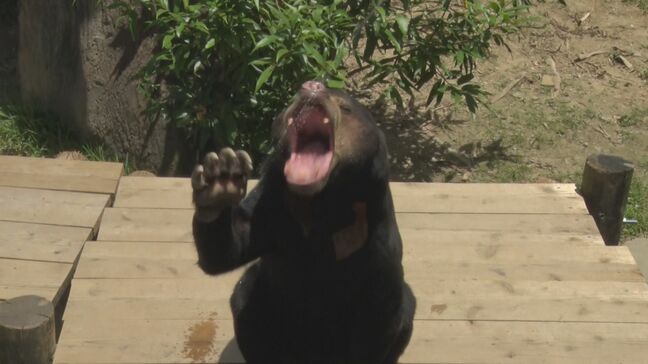 「世界マレーグマの日」　子ども達が理解を深める　沖縄こどもの国|TBS NEWS DIG