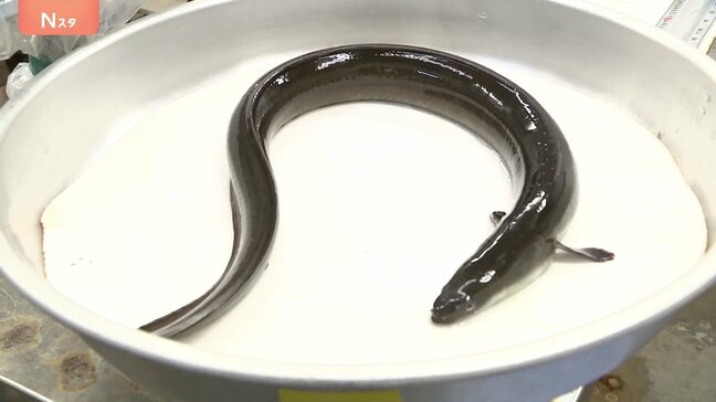 「ホッとしてます」鈴木農水大臣 ニホンウナギなどの取引規制「否決」 ワシントン条約締約国会議 12月の全体会合で再投票・逆転の可能性も|TBS NEWS DIG