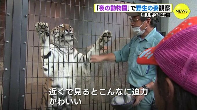 野性味あふれる動物を間近で「夜の動物園」が人気　飼育員らによるワンポイント解説で裏話も　広島　|　RCC NEWS | 広島ニュース | RCC中国放送