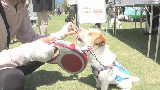 愛犬と楽しむ新緑祭り　ワンワンフェスタ　誘惑に負けず飼い主のもとに向かうレースも　|　山梨のニュース | ＵＴＹテレビ山梨