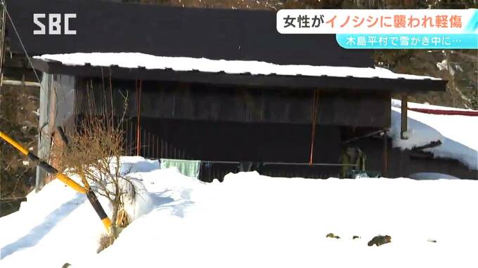 雪かき中にイノシシに突進され押し倒される　87歳の女性がけが　1月にも散歩をしていた73歳男性が襲われる　長野・木島平村|TBS NEWS DIG