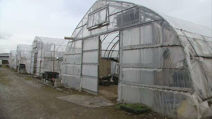 【詳報】「さすがに腹が立つ…」ビニールハウスから消えた約240本の『ナスの苗』　警察が窃盗事件として捜査　「金額安いからって持って行ってほしくない」　|　青森のニュース│ATV NEWS│青森テレビ