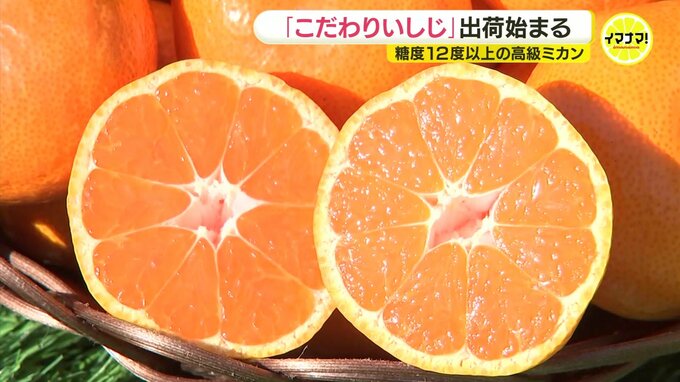 “メロン並みの甘さも”　糖度12度以上の高級ミカン「こだわりいしじ」出荷始まる　「酷暑で心配したが、糖と酸味のバランスがとれたいいミカンにできた」　広島・呉市　|　RCC NEWS | 広島ニュース | RCC中国放送