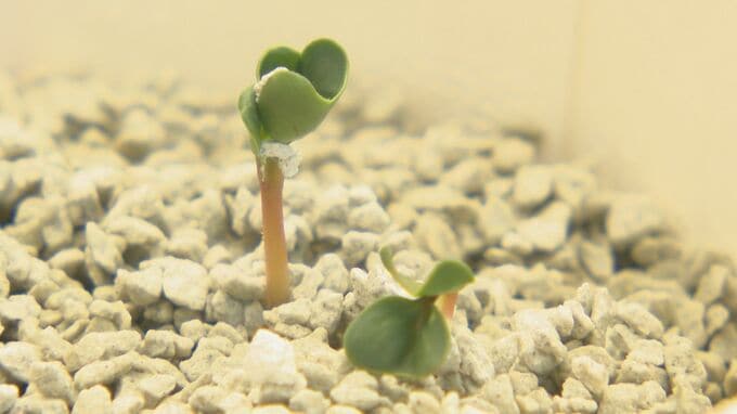 「土」を変えれば、世界が変わる―札幌の親子ベンチャーが挑む農業革命　自宅ガレージで生まれた「魔法の土」がAmazonで大ヒット！京大VCや中東財閥も熱視線を送る“土ではない”人工土壌の正体|TBS NEWS DIG