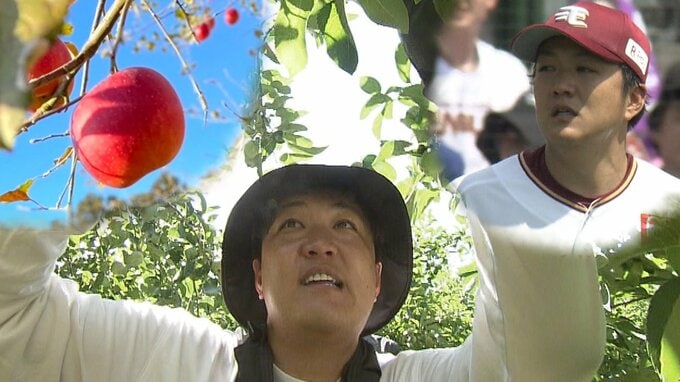 元楽天投手・石橋良太さん　戦力外からの挑戦は農家のところに飛び込んだ　きっかけはリンゴ|TBS NEWS DIG