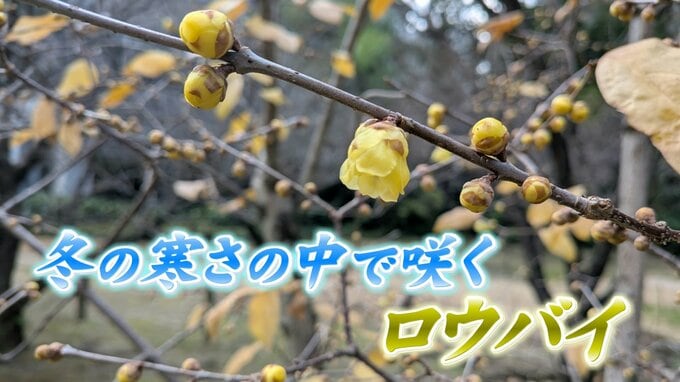 冬の寒さの中で咲くロウバイ　猛暑影響で見頃に遅れも|TBS NEWS DIG