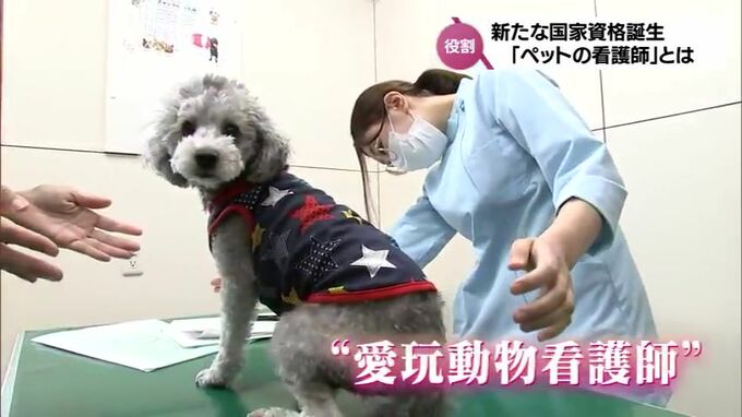 「ペットの看護師」こと「愛玩動物看護師」誕生の背景　需要高まる動物医療の現場で活躍期待|TBS NEWS DIG