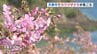早咲きの桜 各地で見ごろ　熊本県天草市「河津桜」宇土市「緋寒桜」　|　熊本のニュース｜RKK NEWS｜RKK熊本放送