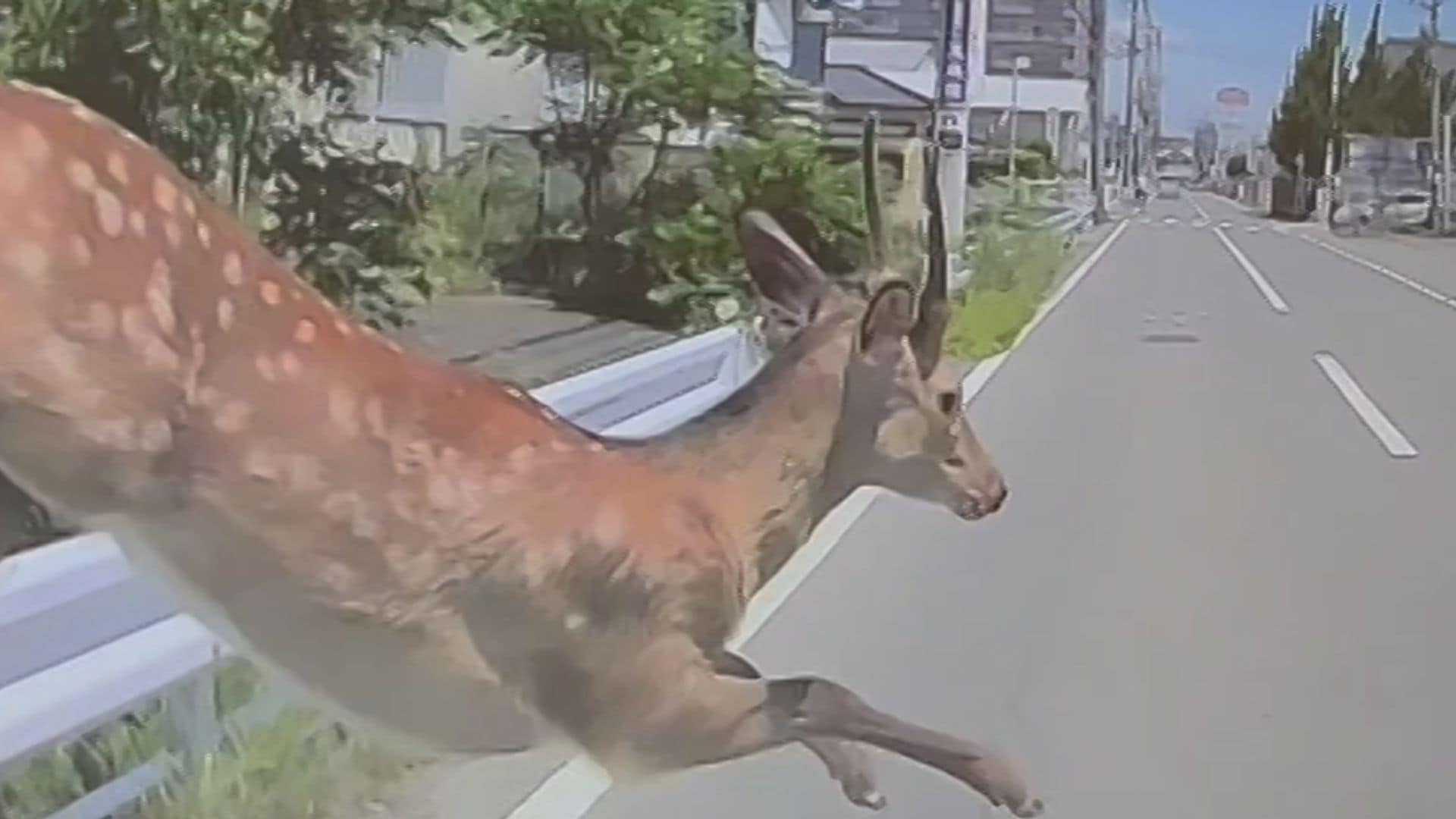 まさか』シカがボンネットに激突 跳ね飛ばされてもすぐ立ち上がり…追跡