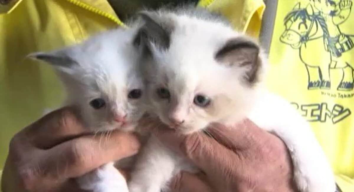 甘えん坊のアビシニアンや人懐っこいラグドールの双子も…2月22日は猫の