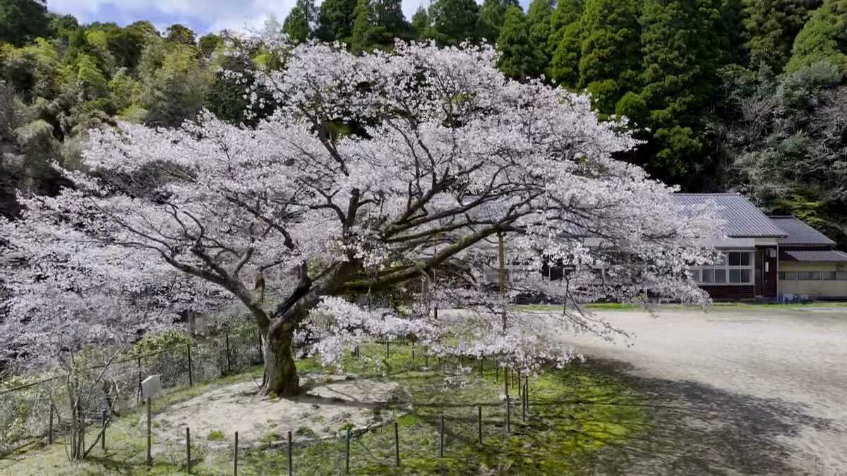 分校の跡に咲くヤマザクラ 子どもたちを見守り樹齢100年に 佐賀県神埼