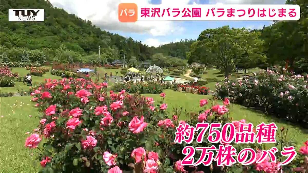 ムー　※コメント下さればバラ売り専用作ります。 バラ売り可能です。(必ずコメント下さい) - メルカリ その他