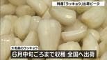徳島・鳴門市の特産「ラッキョウ」が出荷ピーク迎える『例年通りの出来』|TBS NEWS DIG
