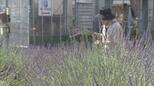 初夏を告げるラベンダーが富山市のハーブファームで見ごろ 香水用に花の摘み取りも行われる|TBS NEWS DIG