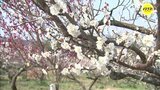 春本番　梅の花が見ごろ　20種･1000本　満汐梅林（広島･三原市） 　|　RCC NEWS | 広島ニュース | RCC中国放送