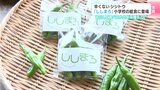 「これ食べてからはもういけるなと思った」辛くないシシトウ『ししまろ』小学校の給食に登場 安心して食べられる新品種をPR | 高知のニュース・天気|KUTV NEWS | KUTVテレビ高知