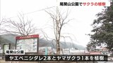 「次の100年後を目指し みんなで大切にしていきたい」　“桜の名所”尾関山公園でサクラの植樹が行われる　広島県三次市|TBS NEWS DIG