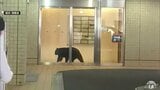 青森市中心街のビルに居座るクマを緊急銃猟　青森県青森市|TBS NEWS DIG