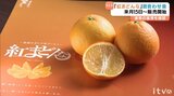 高級かんきつ「紅まどんな」 ことしは例年通りの仕上がり見込む 目合わせ会【愛媛】　|　愛媛のニュース - Nスタえひめ｜あいテレビは6チャンネル
