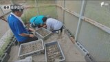 アカウミガメ産卵6年ぶりに確認 海水浴場として知られる弓ヶ浜海岸で110個＝静岡・南伊豆町　|　静岡のニュース | SBSNEWS | 静岡放送