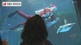 ペンギンが泳ぐ大水槽にサンタが登場「水族館のハッピークリスマス」長崎 | 長崎のニュース | 天気 | NBC長崎放送