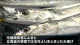 サンマ本格入荷“根室・大船渡で水揚げ”1キロ当たり850円から2400円で去年とほぼ同じ価格で取り引き 仙台 | 宮城のニュース│tbc NEWS│tbc東北放送