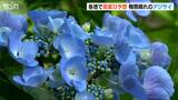 梅雨晴れのアジサイ見ごろ 蓮華峰寺の境内に咲き誇る7000株 新潟県内は2日も真夏日予想 新潟・佐渡市|TBS NEWS DIG