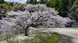 分校の跡に咲くヤマザクラ　子どもたちを見守り樹齢100年に　佐賀県神埼市|TBS NEWS DIG