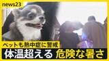 「散歩控える勇気を」ペットも熱中症に警戒…猛暑日71地点　梅雨明けはいつに？　ビアガーデンで働くスタッフは“命綱”ネッククーラーで暑さ対策【news23】|TBS NEWS DIG