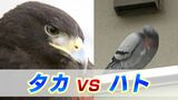 「団地に棲みつくハト」を追い払え!やって来たのは「鷹匠」 タカVSハト その結末は?【岡山】 | 岡山・香川のニュース | 天気 | RSK山陽放送
