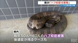 GWだけど沖縄の「ハブ」に注意！　5・6月は活発に動く時期「ハブ咬症注意報」が出ています|TBS NEWS DIG