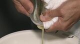 メスのアユから出した卵を受精 "採卵作業" が最盛期を迎える　|　石川県のニュース｜MRO北陸放送