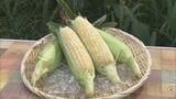 生のままで食べられるとうもろこし 甘みが強くシャキシャキとした食感が特徴の「朝生とうもろこし」の収穫が最盛期 岐阜・岐南町 | 名古屋・愛知・岐阜・三重のニュース【CBC news】 | CBC web