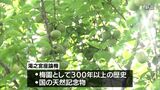 新富町の小学生が国の天然記念物「湯之宮座論梅」で梅ちぎり | MRTニュース | MRT宮崎放送