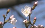 「5輪以上咲いていますね」甲府でサクラ開花宣言 平年より1日遅く、去年より3日早く | 山梨のニュース | UTYテレビ山梨