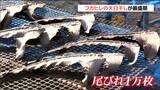 「室根おろし」にさらされて 高級食材『フカヒレ』天日干し 江戸時代から続く作業 宮城・気仙沼市 | 宮城のニュース│tbc NEWS│tbc東北放送
