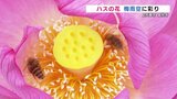 ハスの花咲く寺の池 夜明けとともに梅雨空彩る 熊本・上天草市 | 熊本のニュース|RKK NEWS|RKK熊本放送
