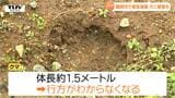 犬を襲ったクマと駆除されたクマは同じ個体か...緊急銃猟でクマ1頭が駆除　住宅街でクマ目撃相次ぐ（山形・鶴岡市）　|　山形のニュース│TUYテレビユー山形