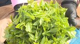 早くも新茶の茶摘みが始まる 5月1日の「八十八夜」を前に 大分・宇佐市 | 大分のニュース|OBS NEWS|大分放送