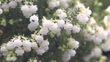 クリスマスエリカ 出荷始まる 山梨県のオリジナルフラワー | 山梨のニュース | UTYテレビ山梨
