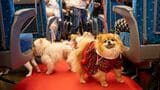新幹線内で愛犬をケージから出せる！｢わんわんエクスプレス｣ 今年も試験運行 6月の｢インターペット大阪｣に合わせて…限定100人　|　名古屋・愛知・岐阜・三重のニュース【CBC news】 | CBC web