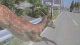 『まさか』シカがボンネットに激突 跳ね飛ばされてもすぐ立ち上がり…追跡取材で判明「大移動中だったシカ」の気持ちは|TBS NEWS DIG