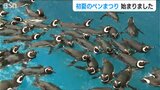 マゼランペンギンの飼育数は120羽以上で“日本一” 水族館 うみがたりで『初夏のペンまつり』 新潟・上越市|TBS NEWS DIG