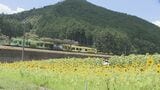 休耕田に3万本のヒマワリ 地域おこしのフェスティバル 錦川清流線の利用促進も 山口・岩国|TBS NEWS DIG