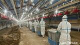 ニワトリ9万羽の殺処分完了 霧島市の養鶏場で高病原性鳥インフル確認受け | 鹿児島のニュース|MBC NEWS|南日本放送